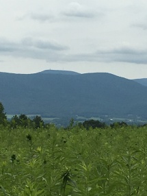 Mt. Greylock is out there